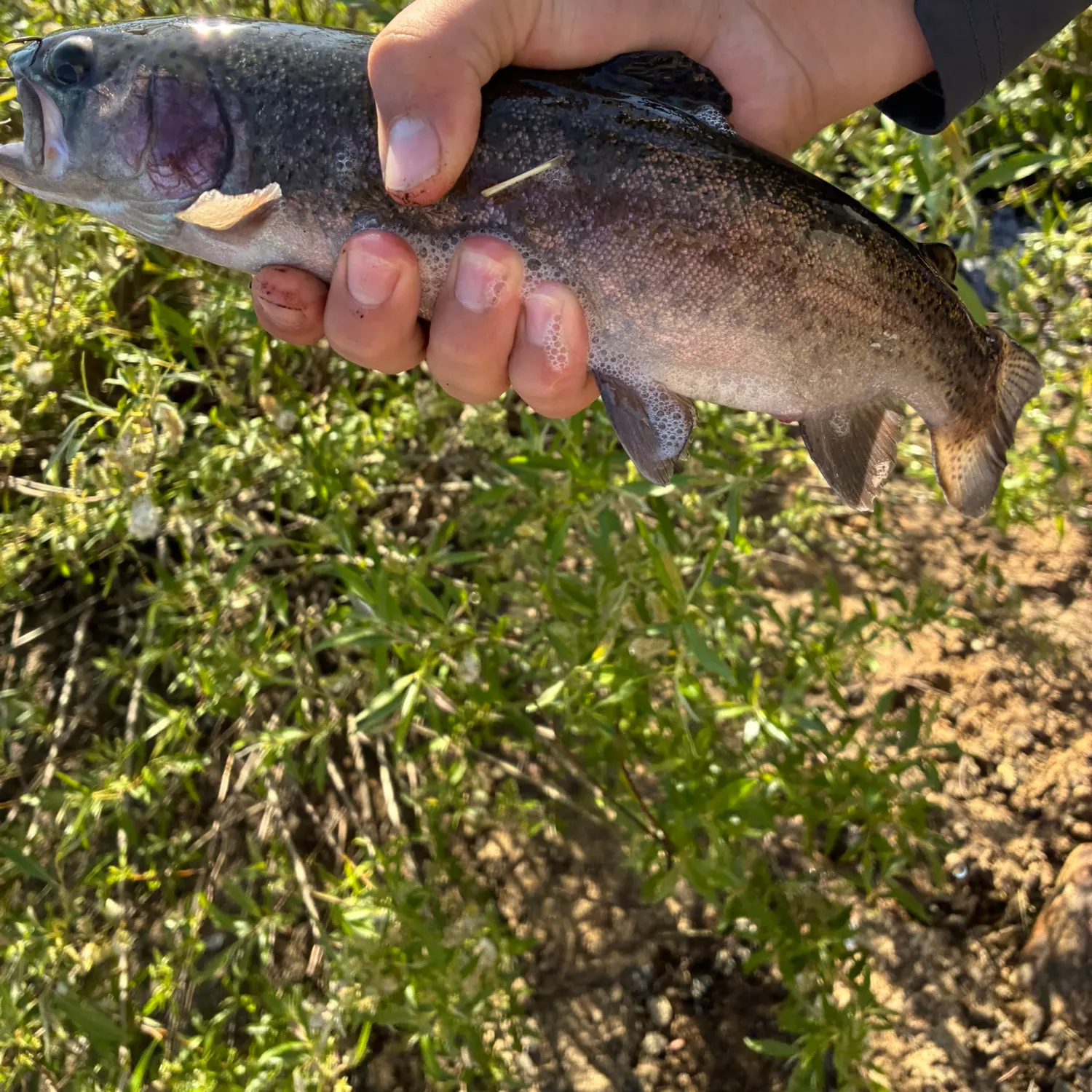 Rainbow trout caught on Fishbrain