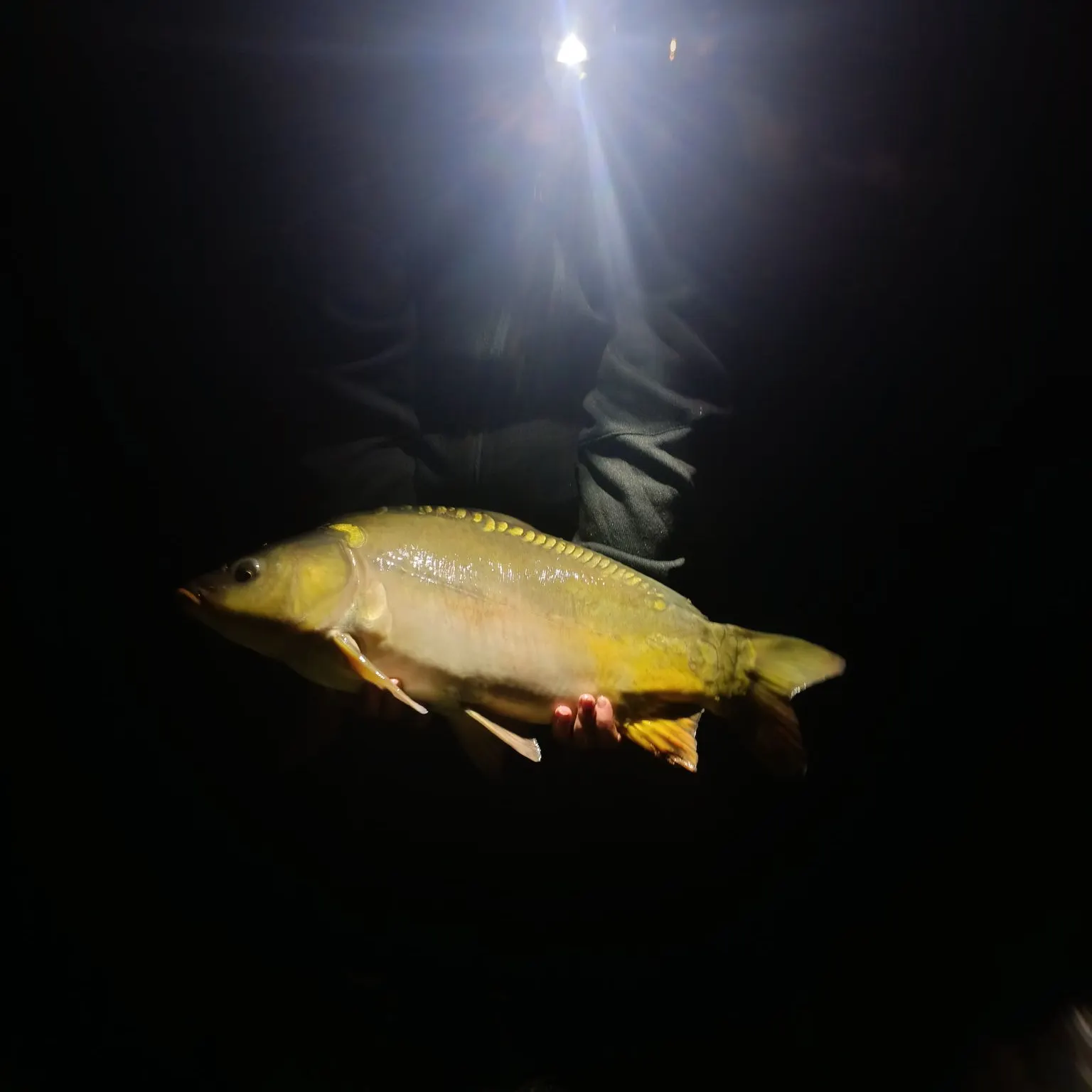 Leather carp caught on Fishbrain