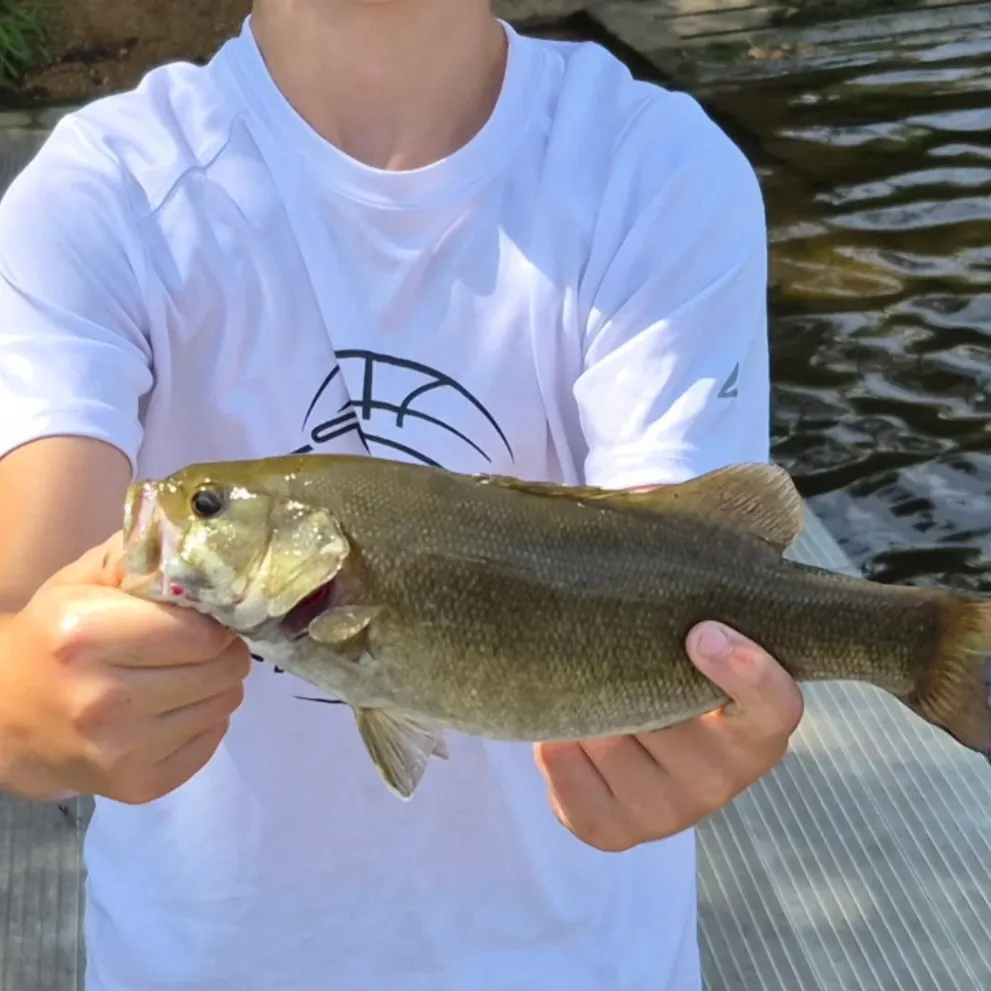 Smallmouth bass caught on Fishbrain