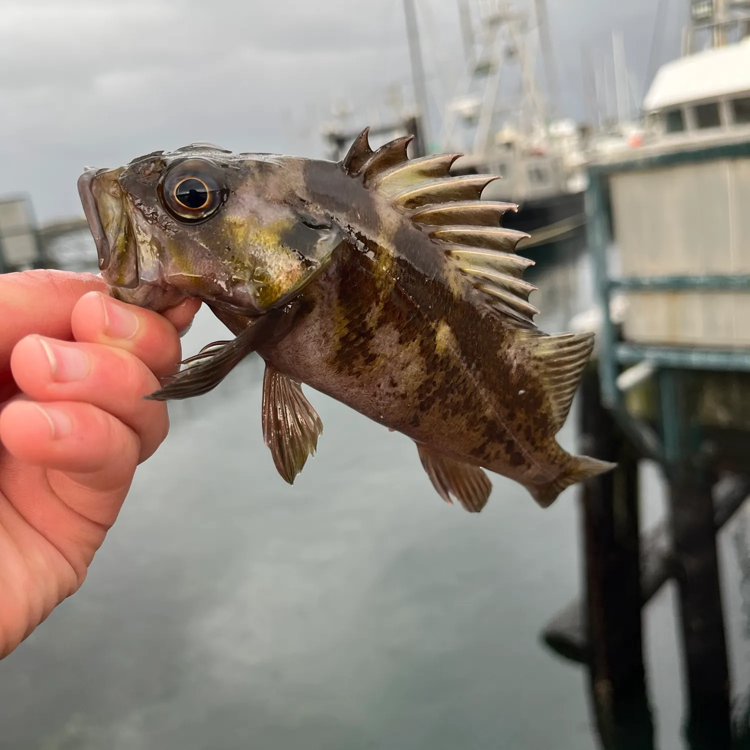 The most recent Copper rockfish catches on Fishbrain
