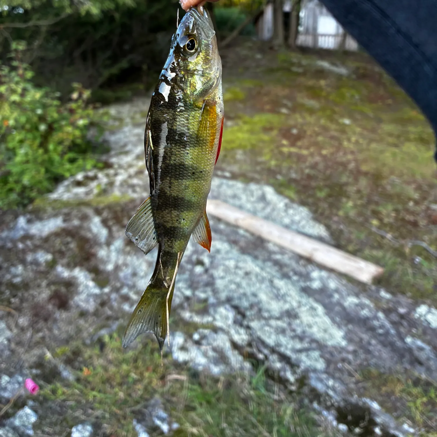 Yellow perch caught on Fishbrain