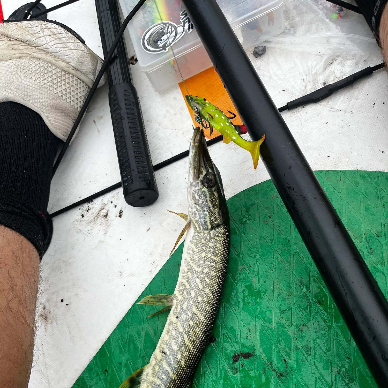 Northern pike caught on Fishbrain