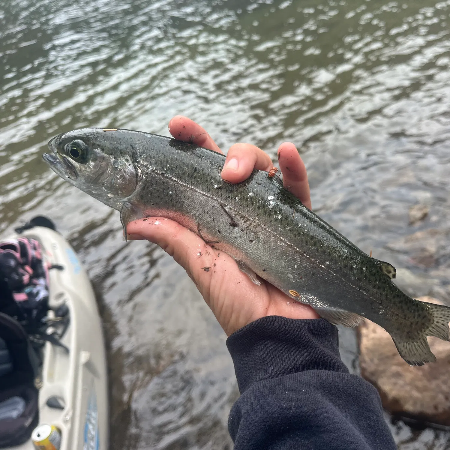 Rainbow trout caught on Fishbrain