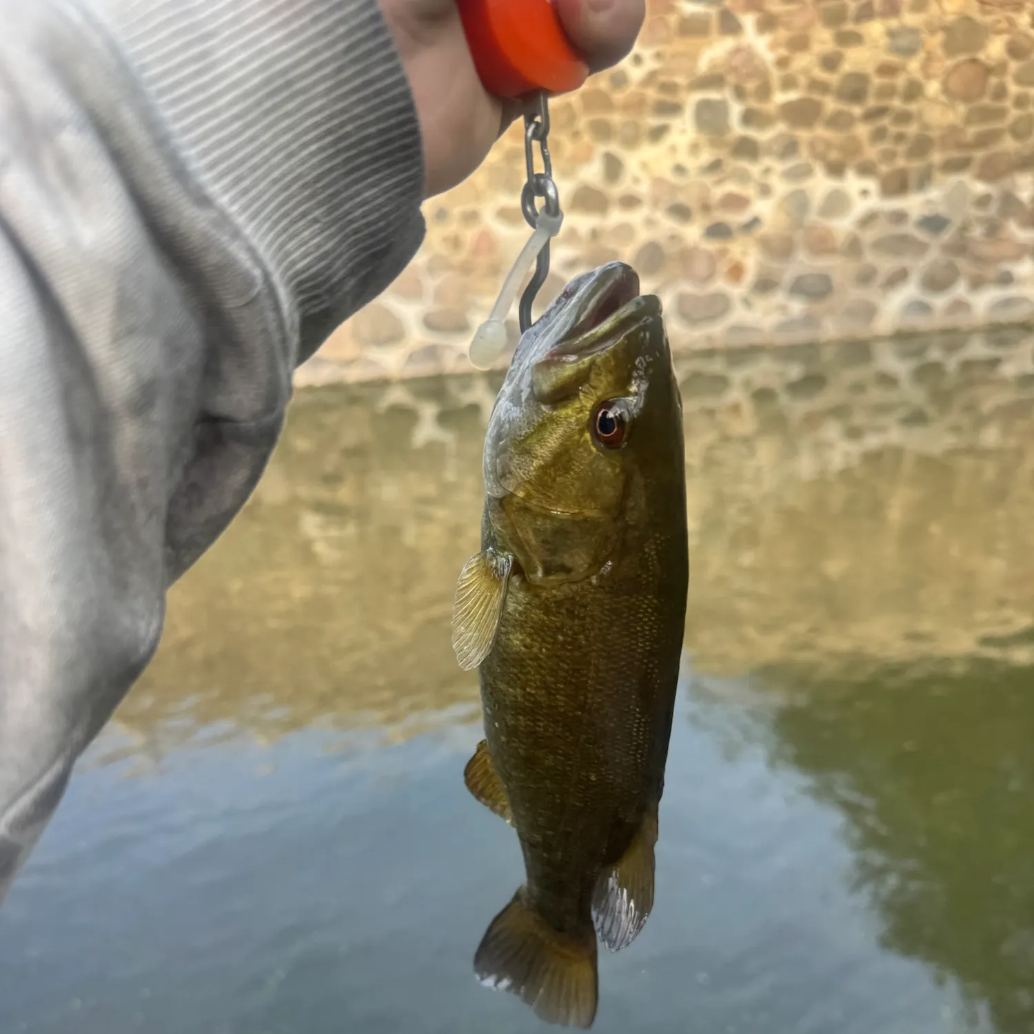Smallmouth bass caught on Fishbrain