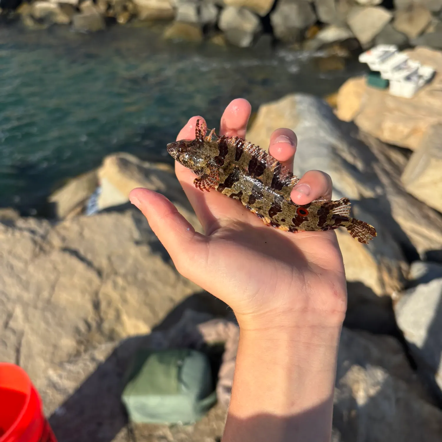 The most recent Spotted kelpfish catches on Fishbrain