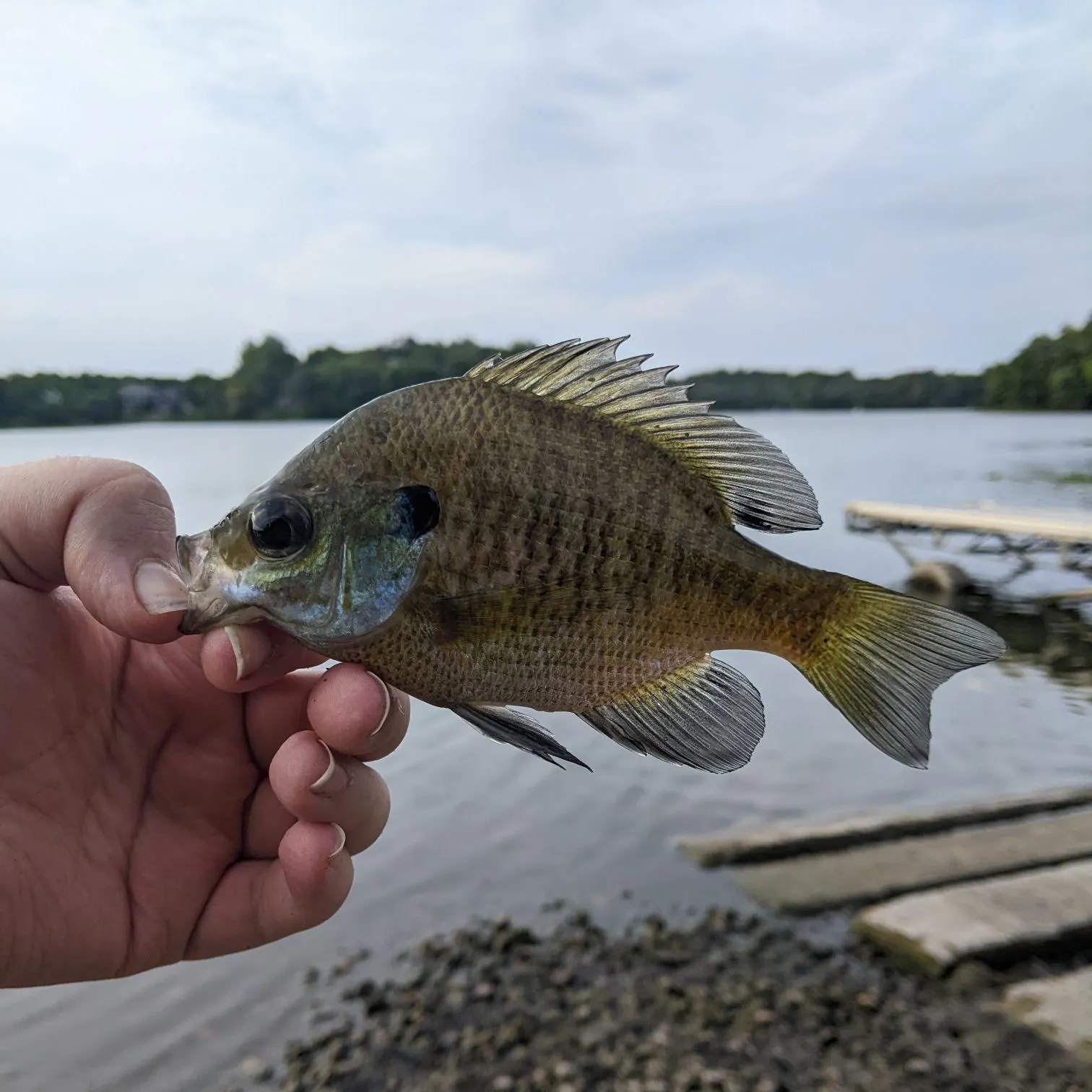 Bluegill caught on Fishbrain