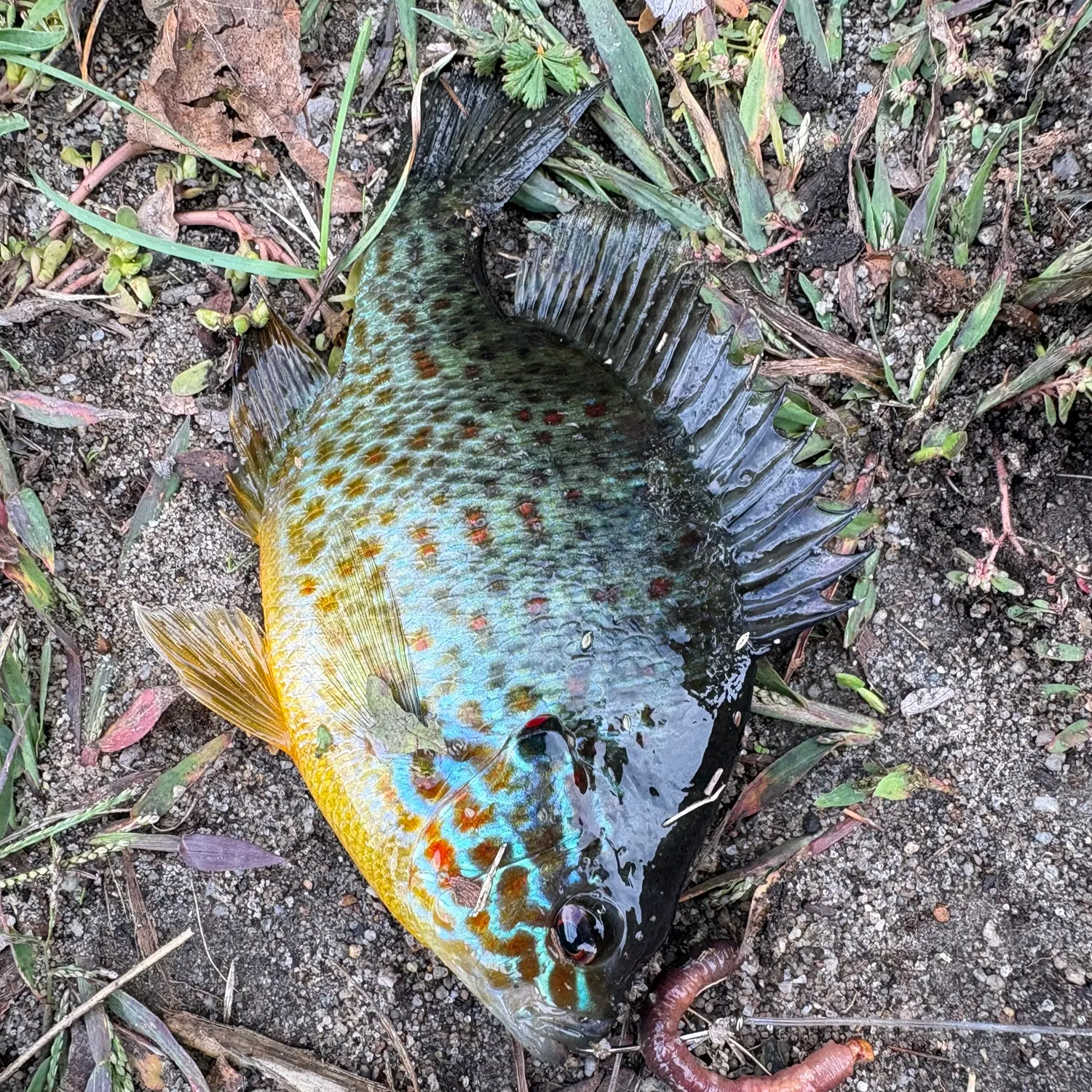 Pumpkinseed caught on Fishbrain