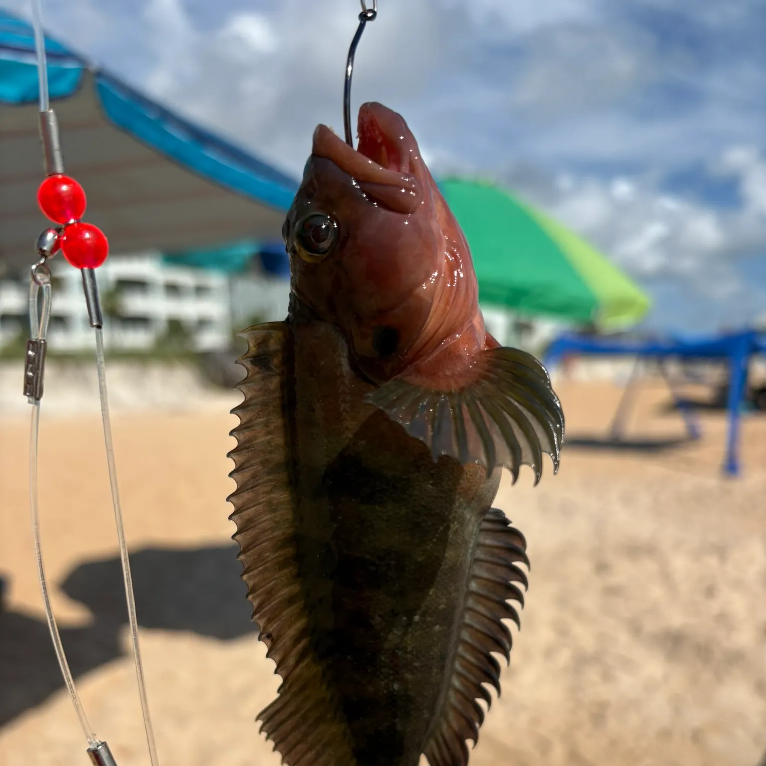 The most recent Quillback rockfish catches on Fishbrain