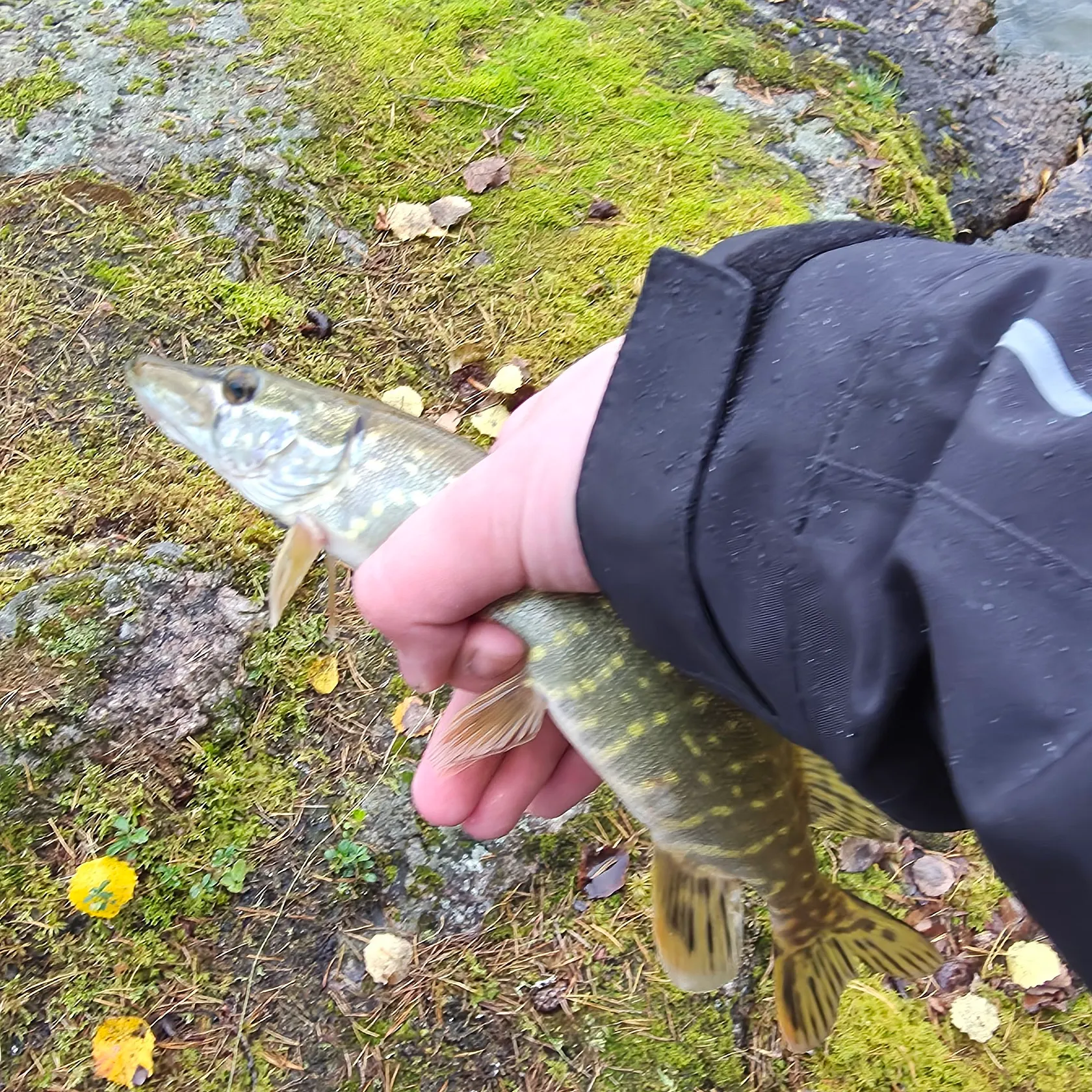 Northern pike caught on Fishbrain