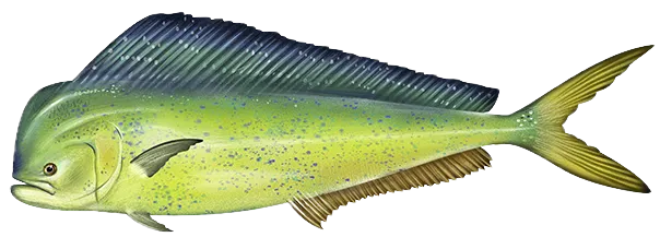 Common dolphinfish