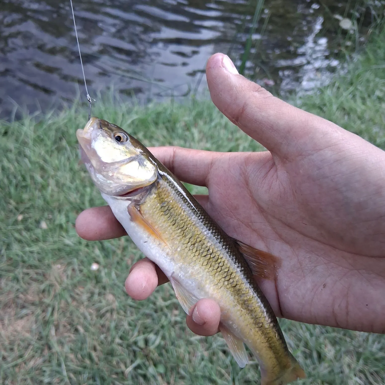 Creek chub caught on Fishbrain