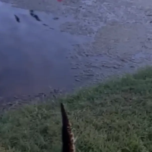 The most recent Florida gar catches on Fishbrain