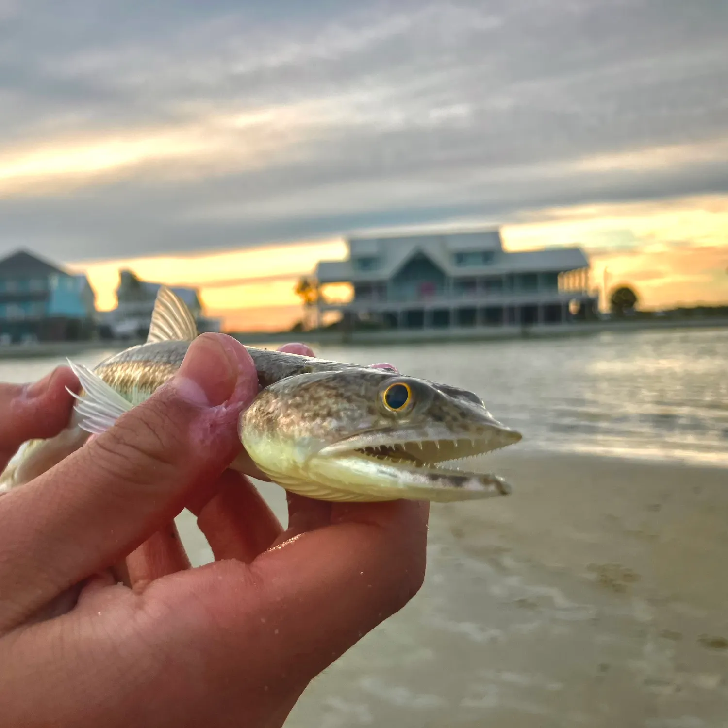 The most recent Inshore lizardfish catches on Fishbrain