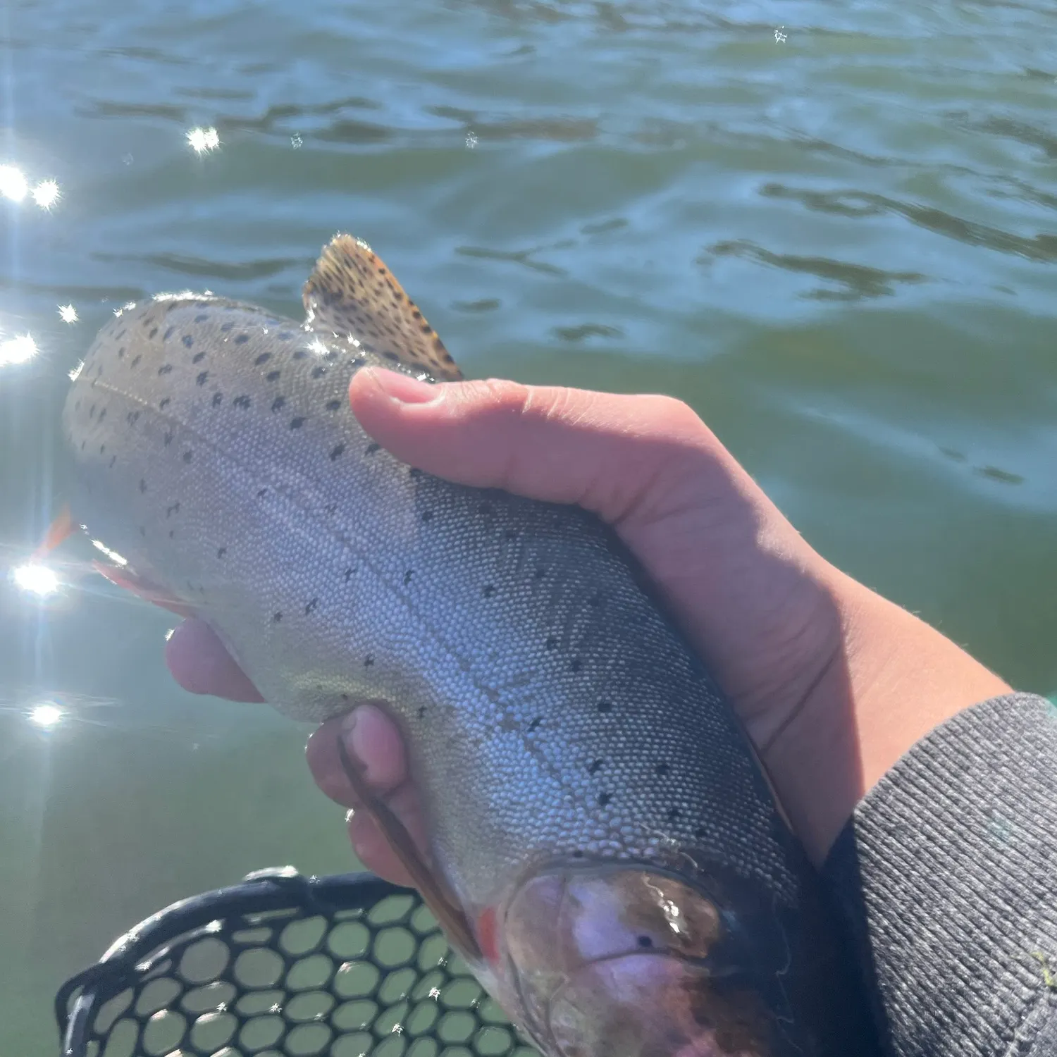 Cutthroat trout caught on Fishbrain