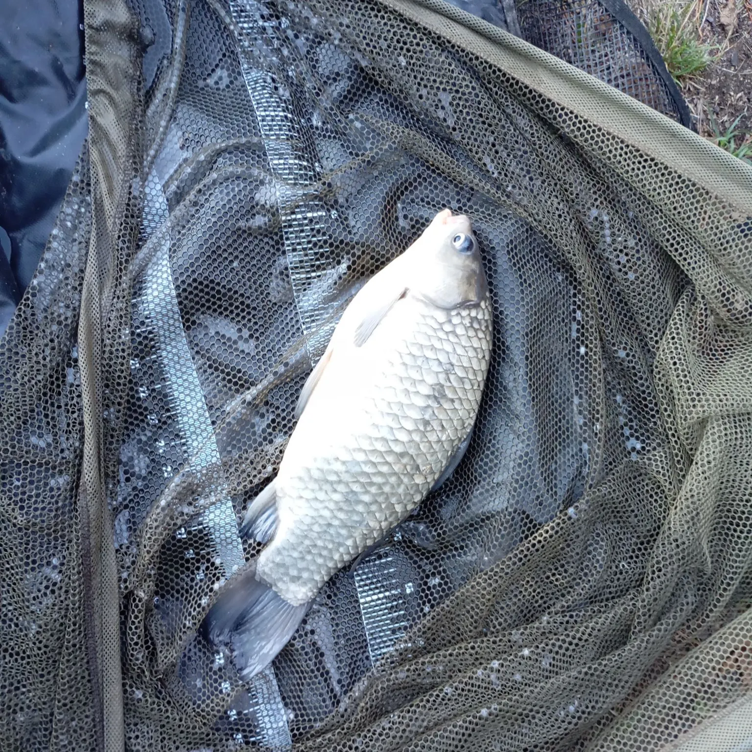 Crucian carp caught on Fishbrain