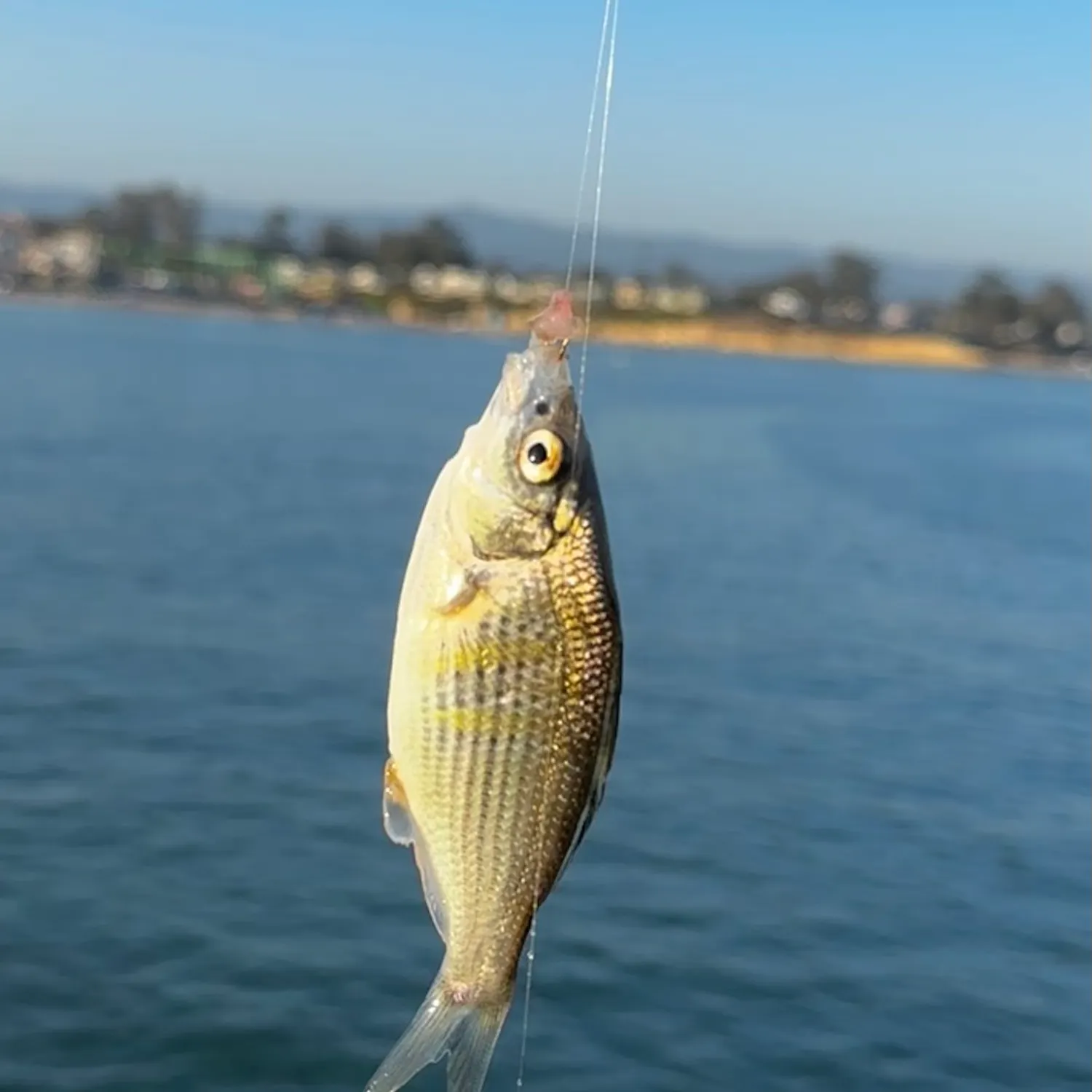 The most recent Shiner perch catches on Fishbrain