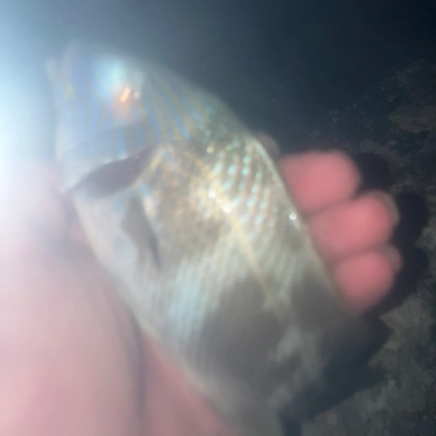 The most recent White grunt catches on Fishbrain