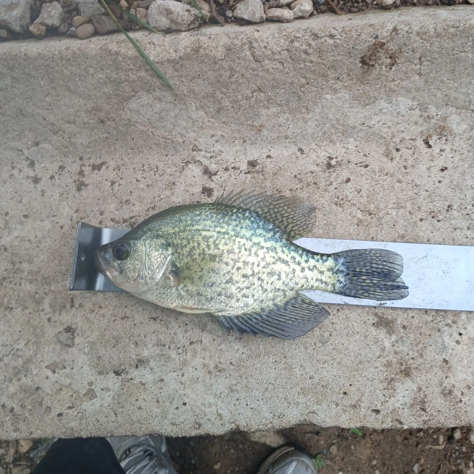 Black crappie caught on Fishbrain