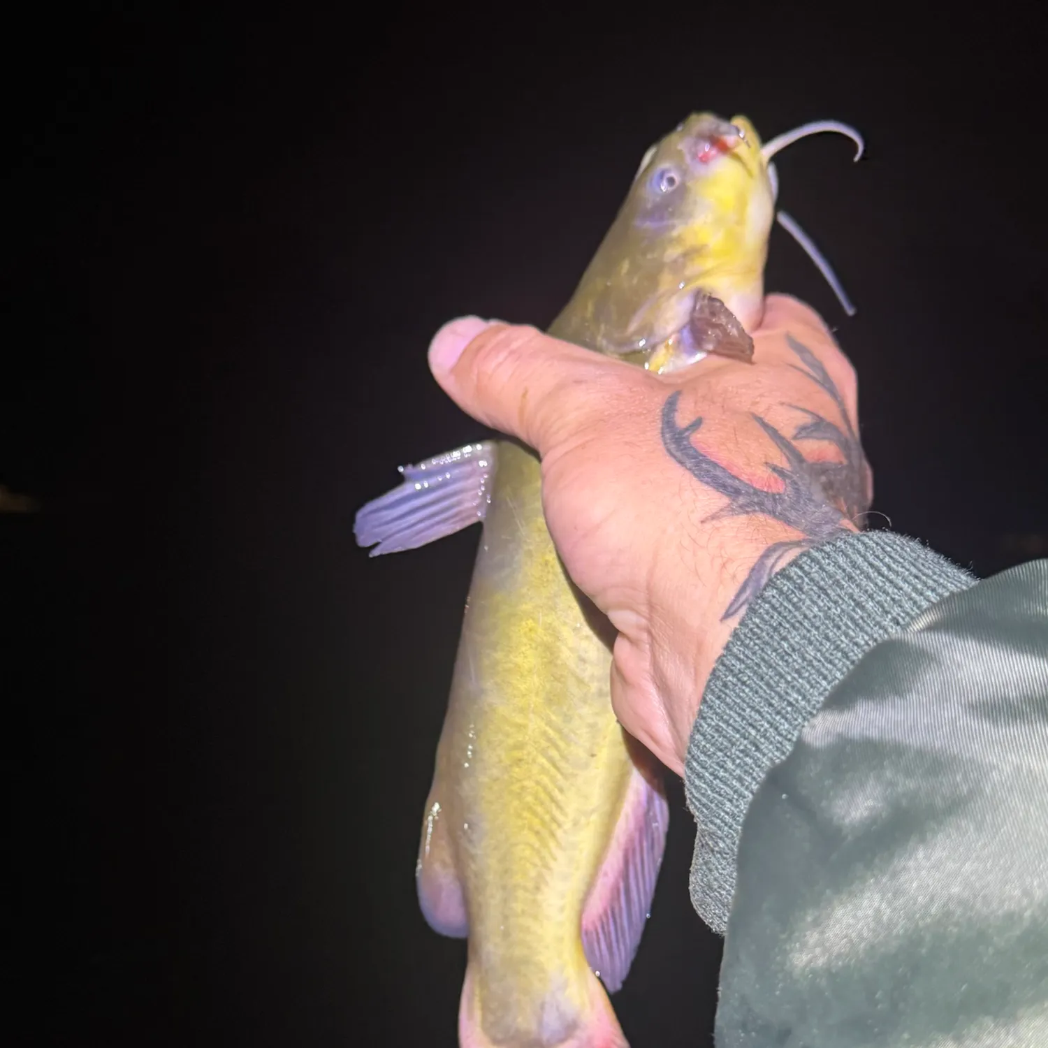 Yellow bullhead caught on Fishbrain