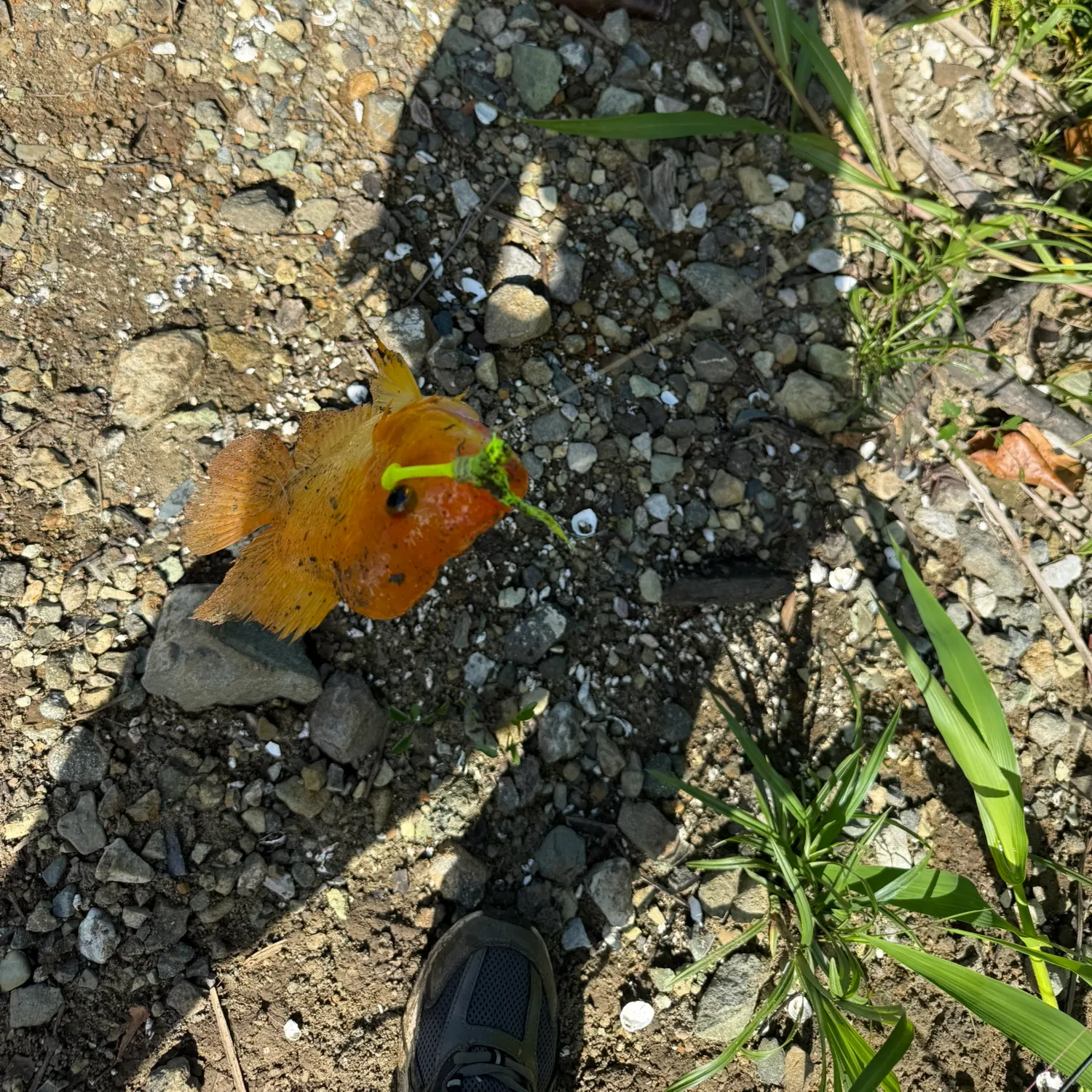 The most recent Red devil cichlid catches on Fishbrain