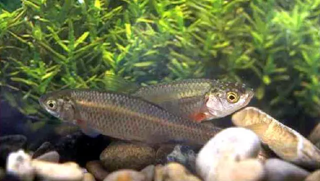 Rutilus rubilio