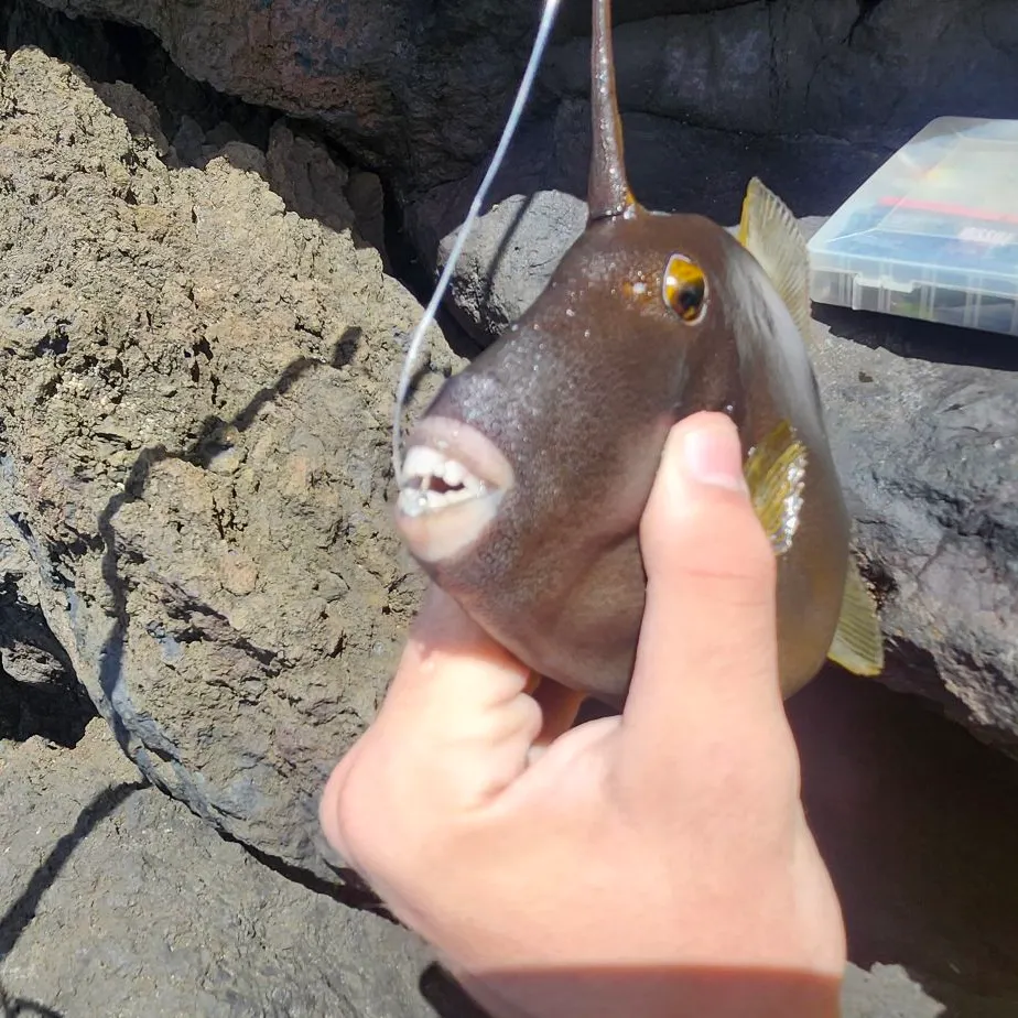 The most recent Bridled triggerfish catches on Fishbrain