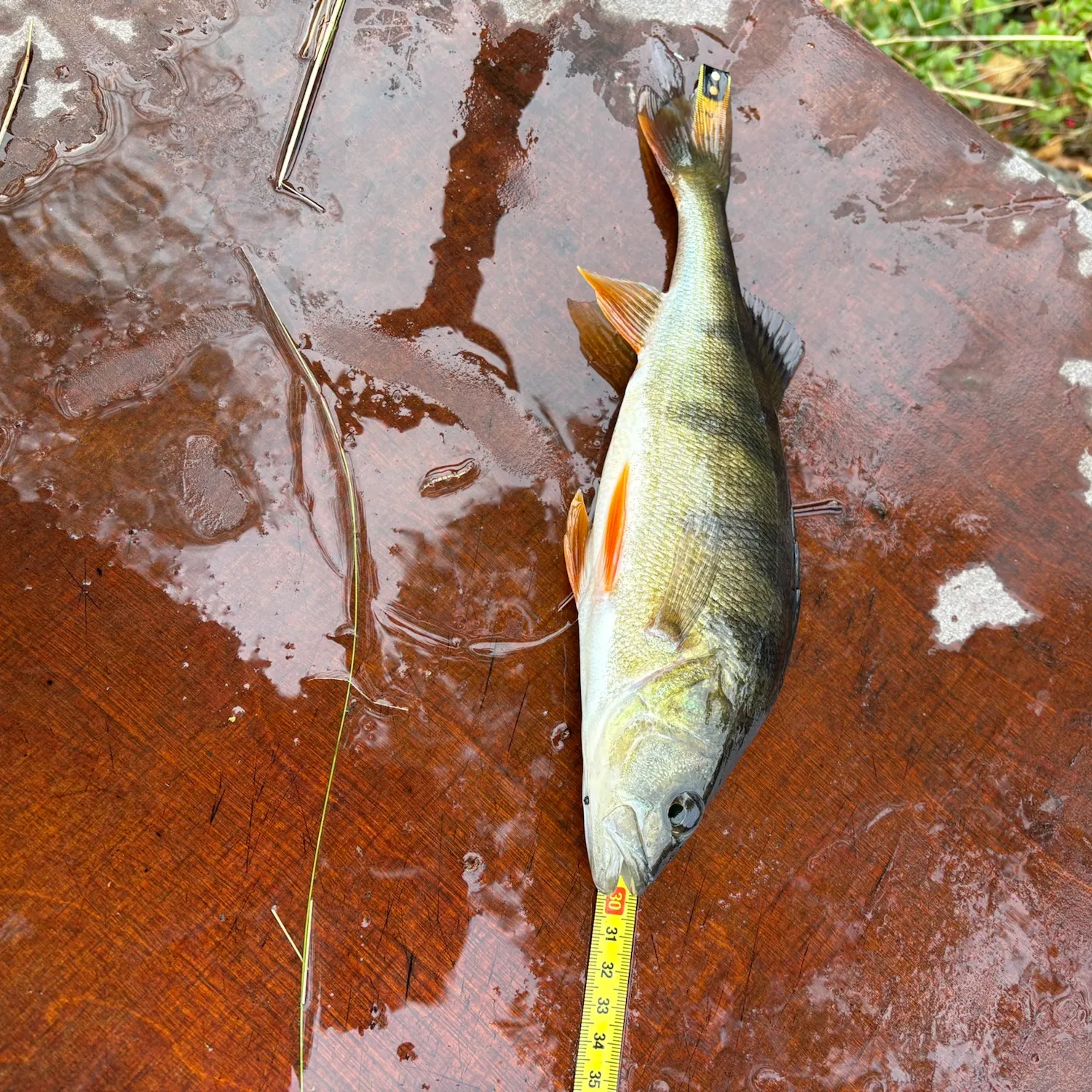 European perch caught on Fishbrain