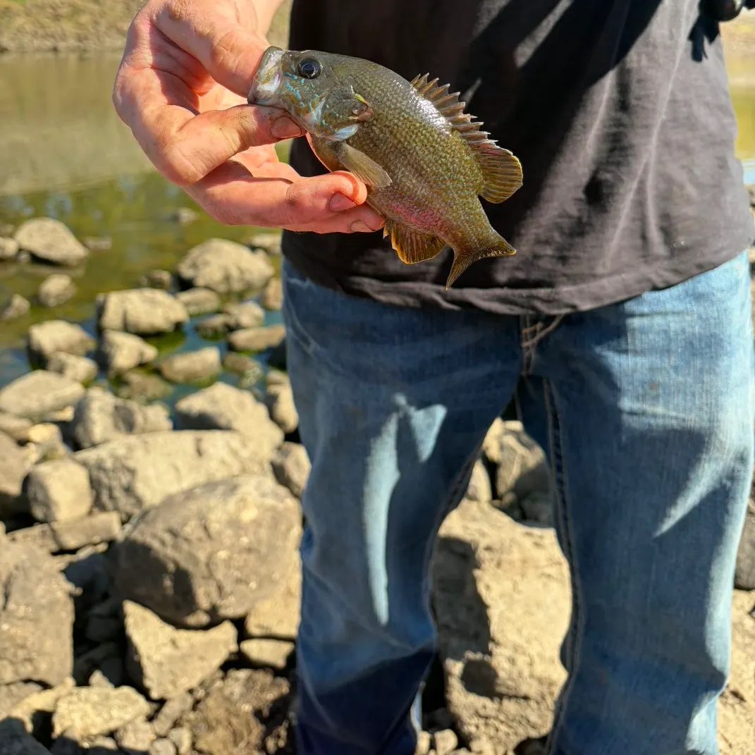 Green sunfish caught on Fishbrain