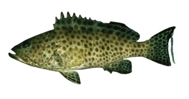 Areolate grouper