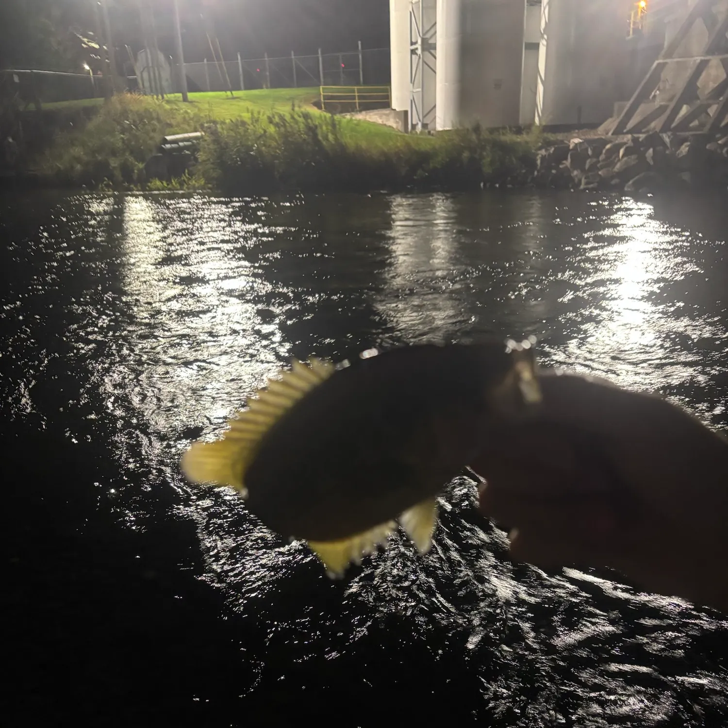 Rock bass caught on Fishbrain