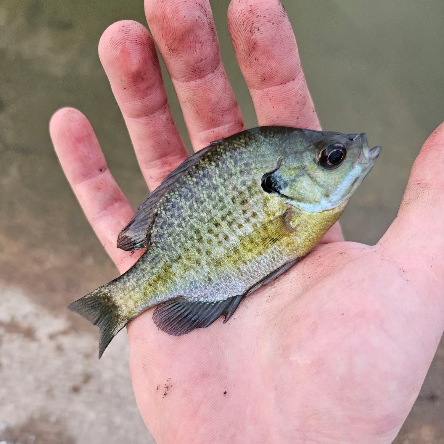 Bluegill caught on Fishbrain