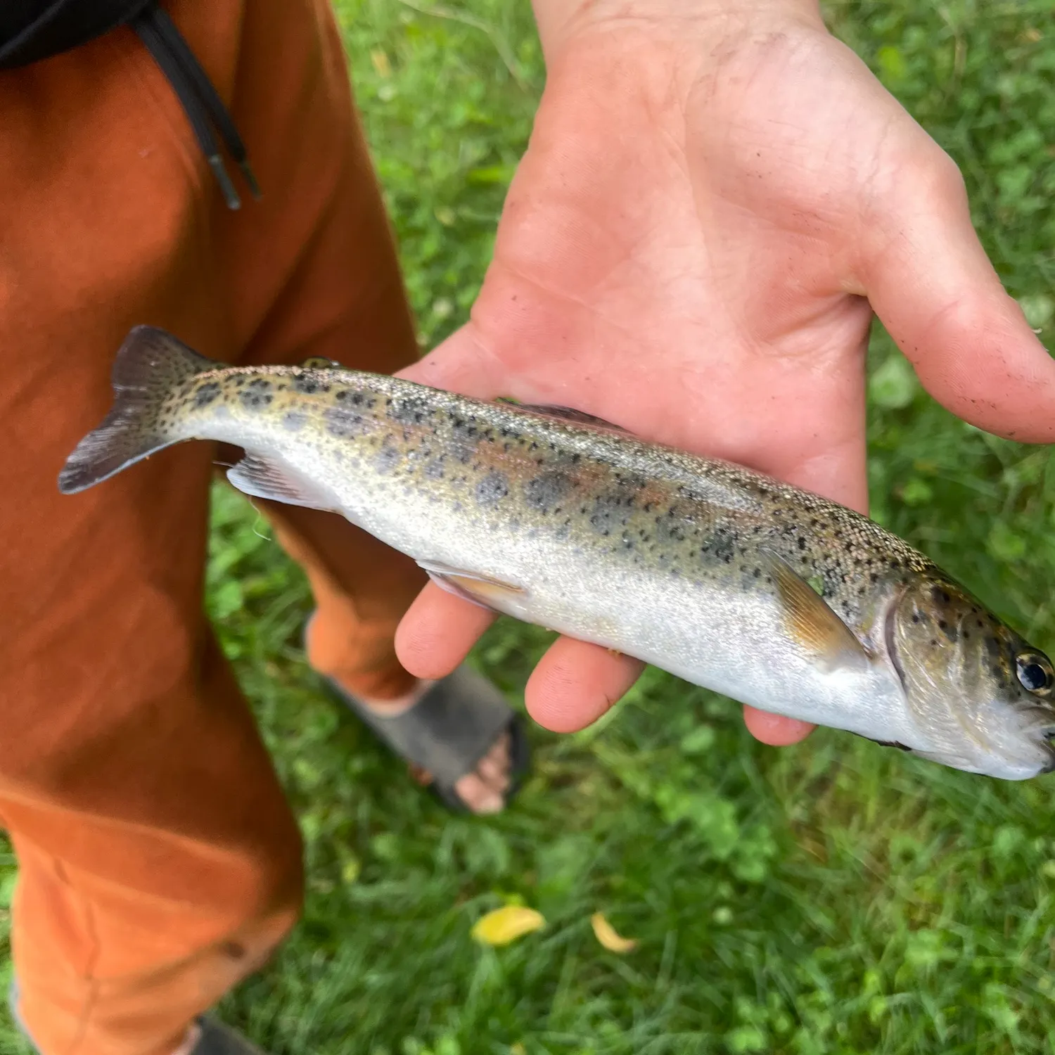 Fish caught on Fishbrain