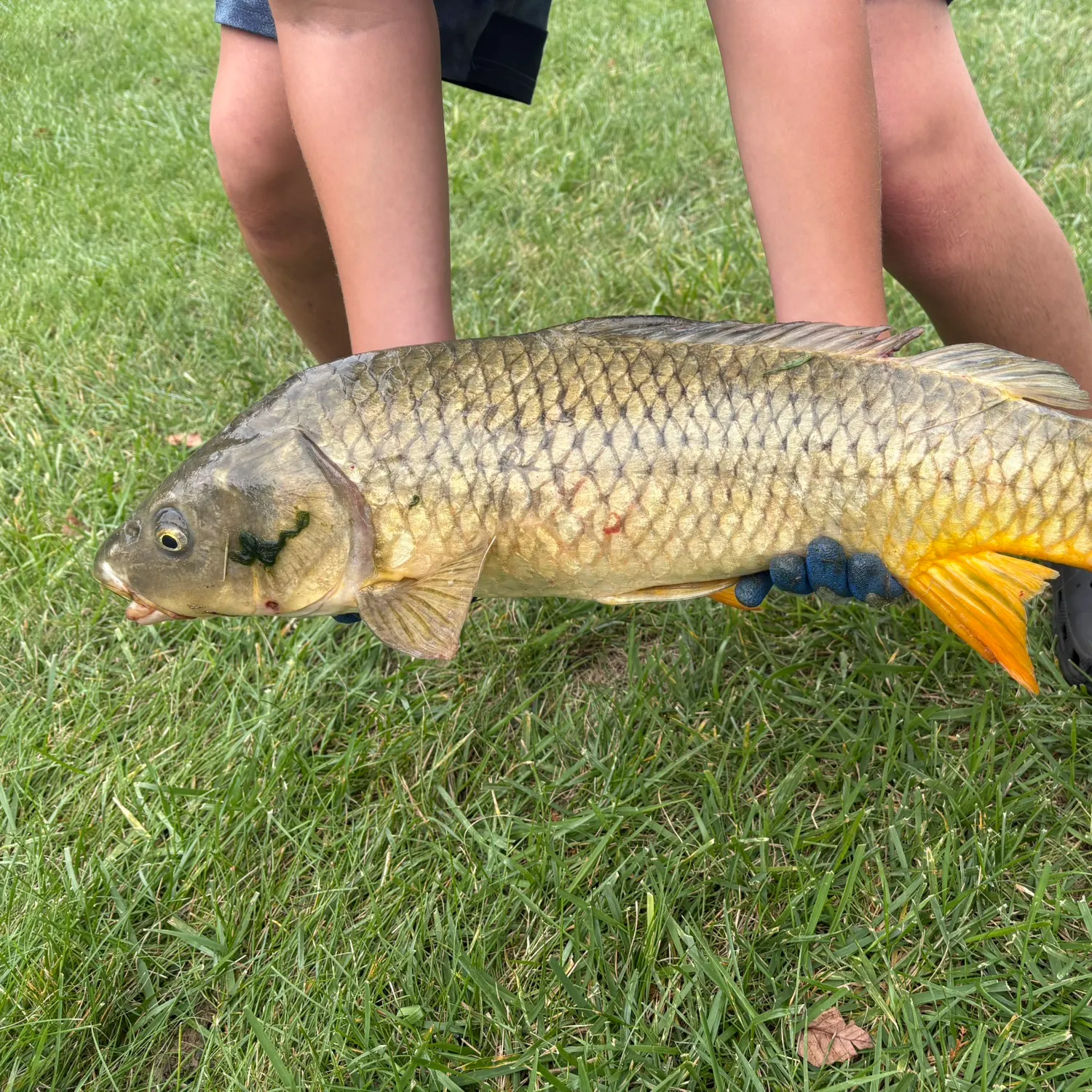 Common carp caught on Fishbrain