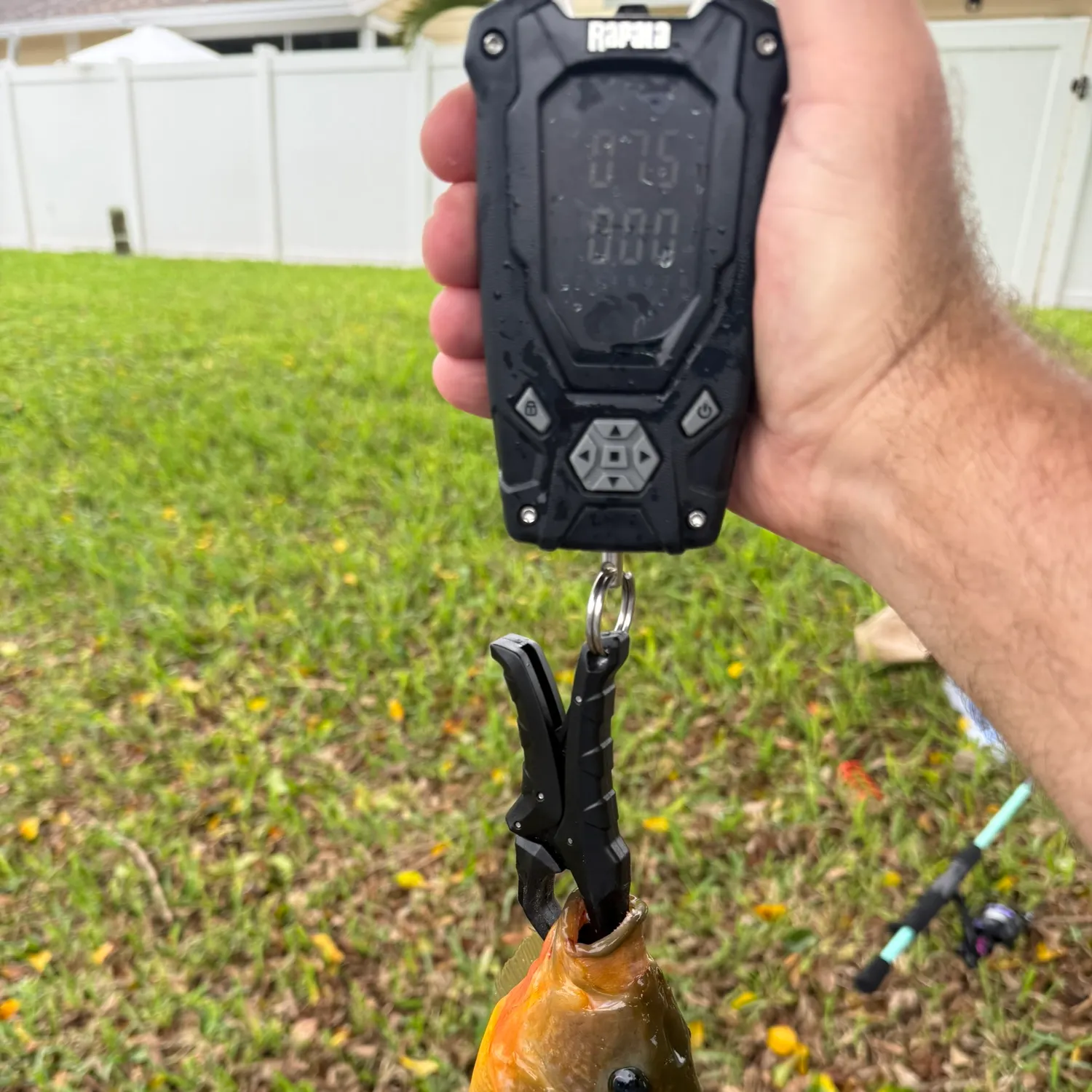 Mayan cichlid caught on Fishbrain