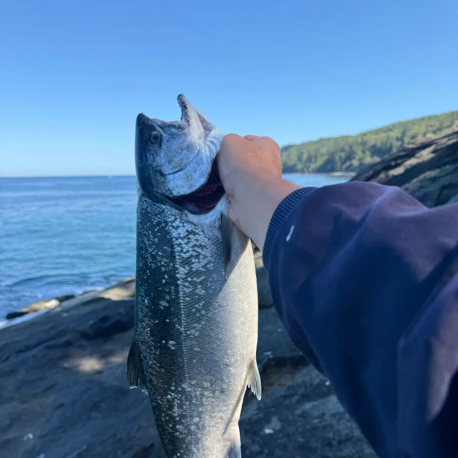 Coho salmon caught on Fishbrain