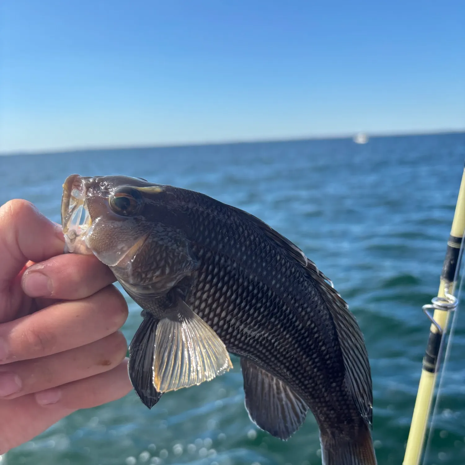 Black sea bass caught on Fishbrain