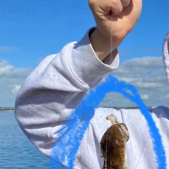 The most recent Dusky flathead catches on Fishbrain