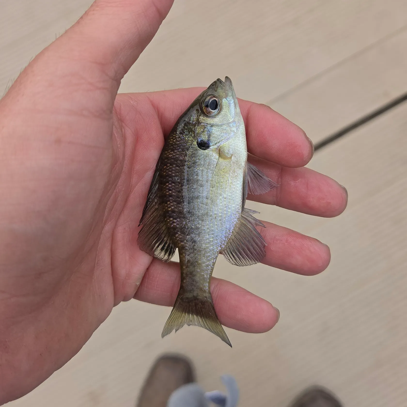 Bluegill caught on Fishbrain