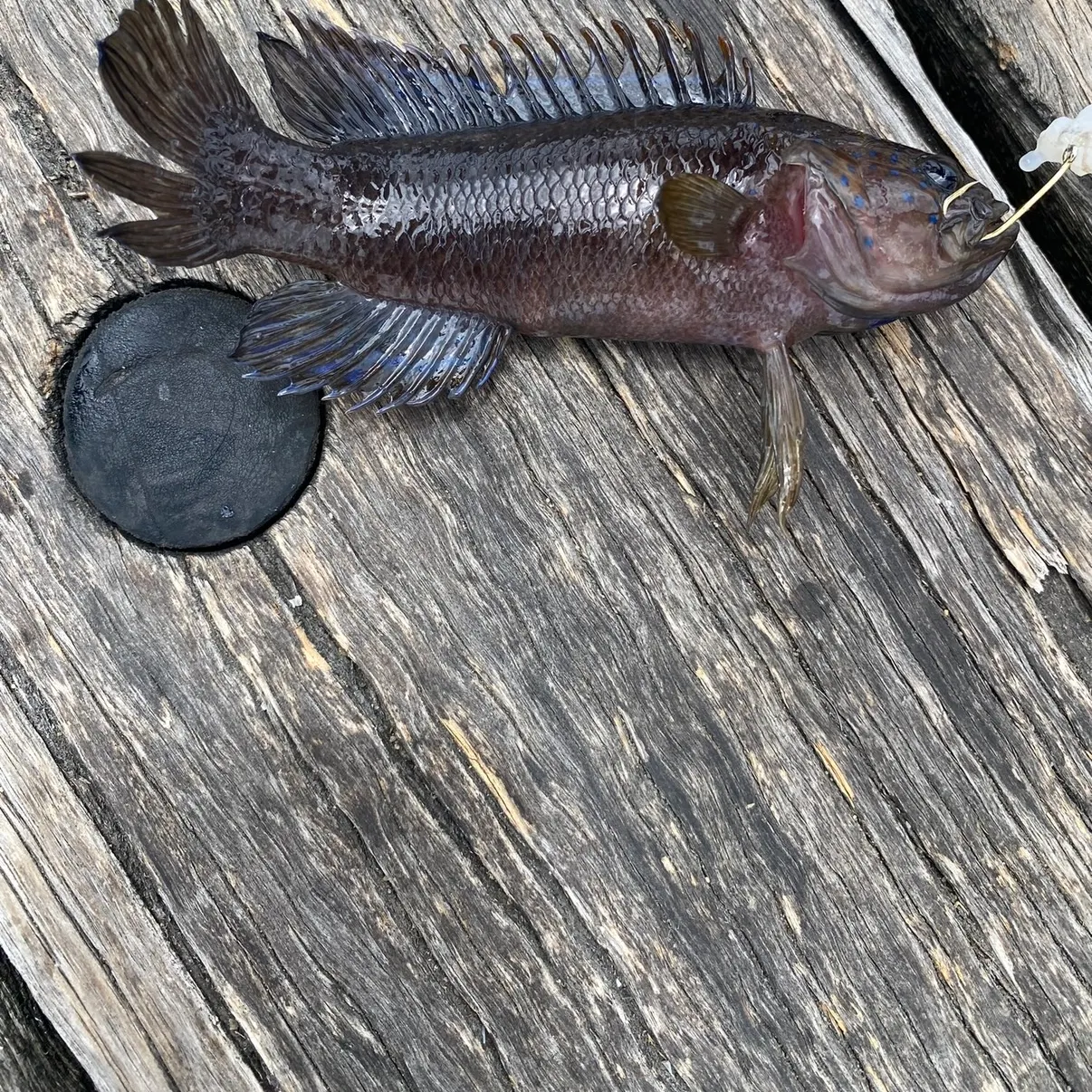 The most recent Black drummer catches on Fishbrain
