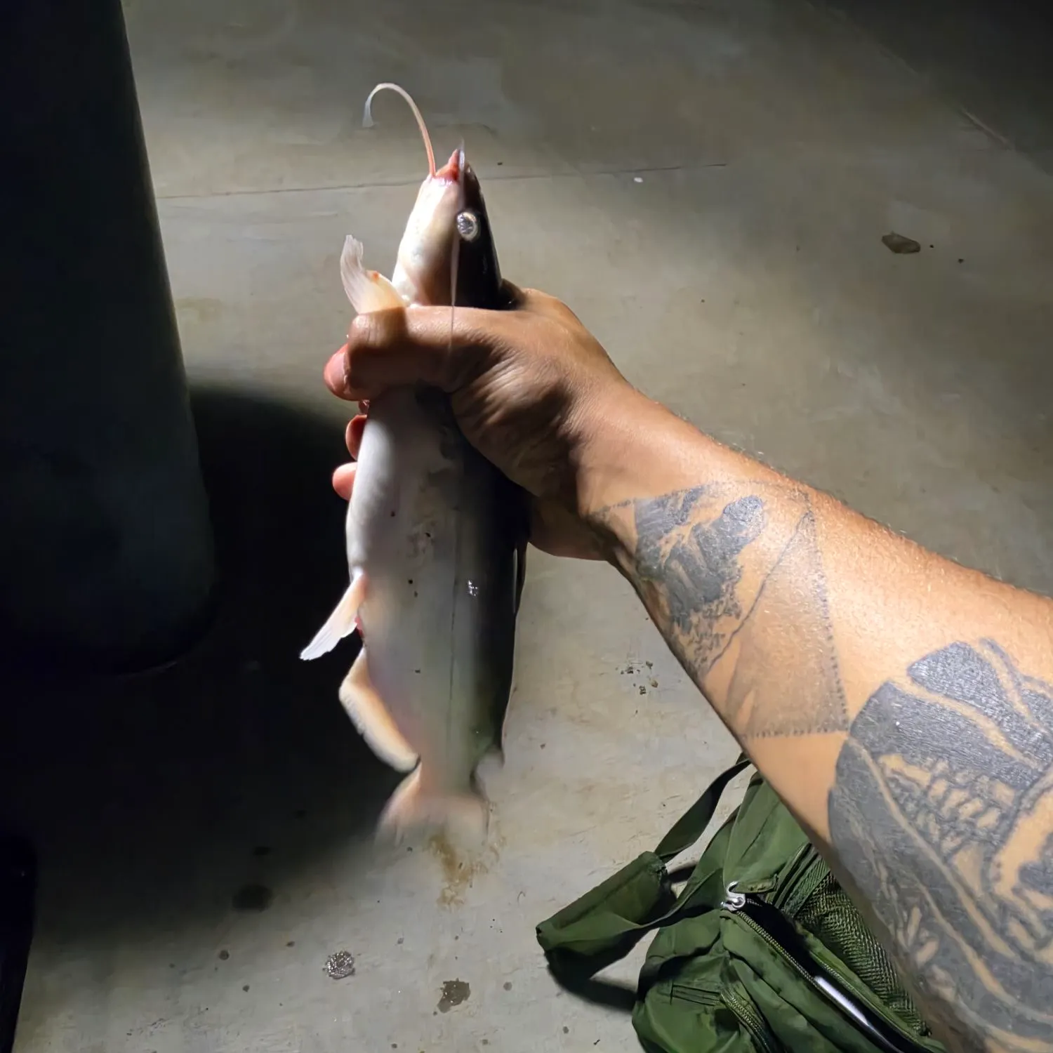 Channel catfish caught on Fishbrain
