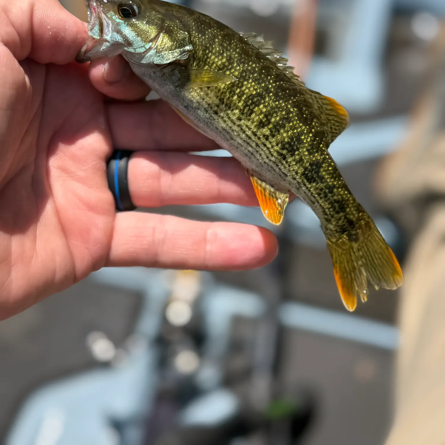 The most recent Chattahoochee bass catches on Fishbrain