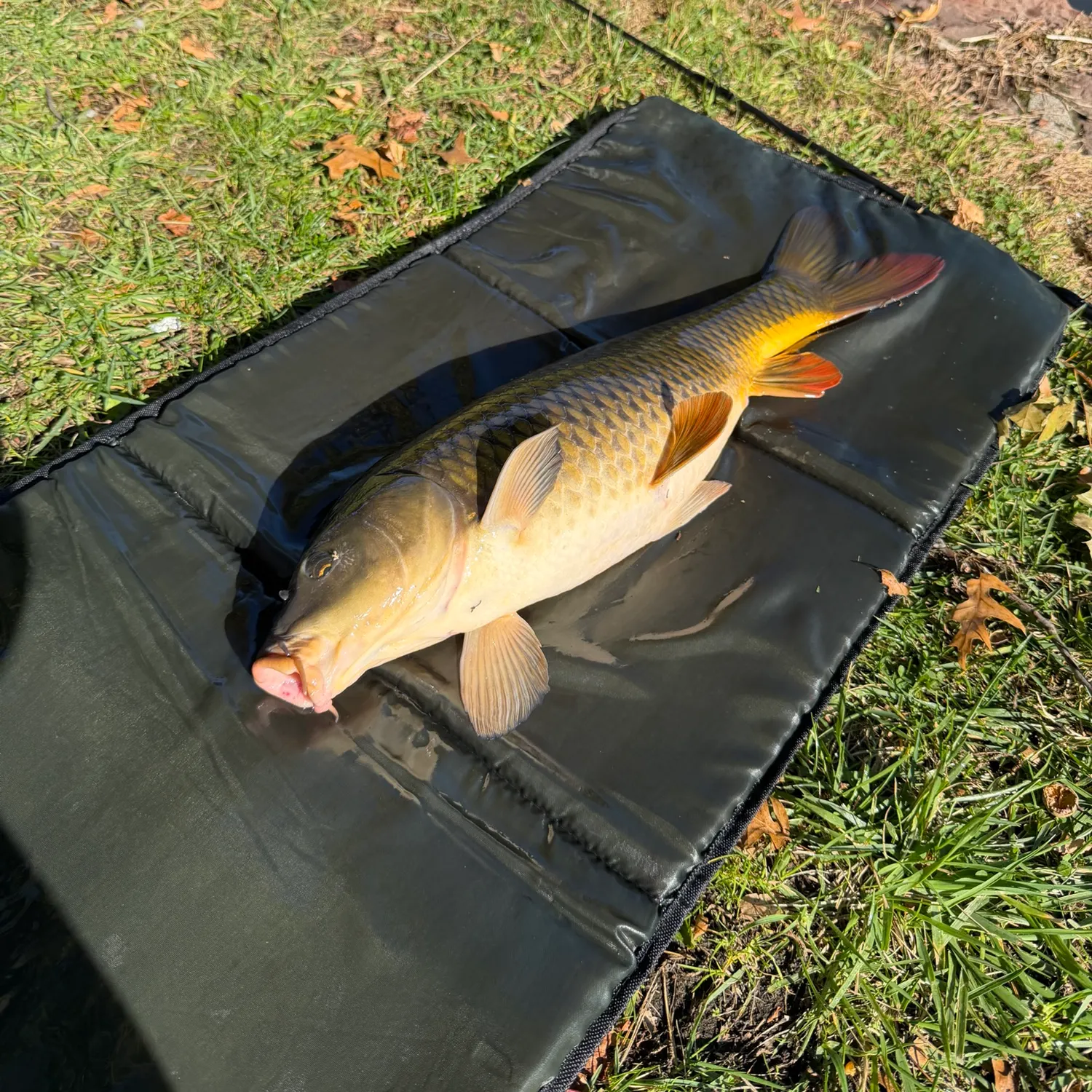 Common carp caught on Fishbrain