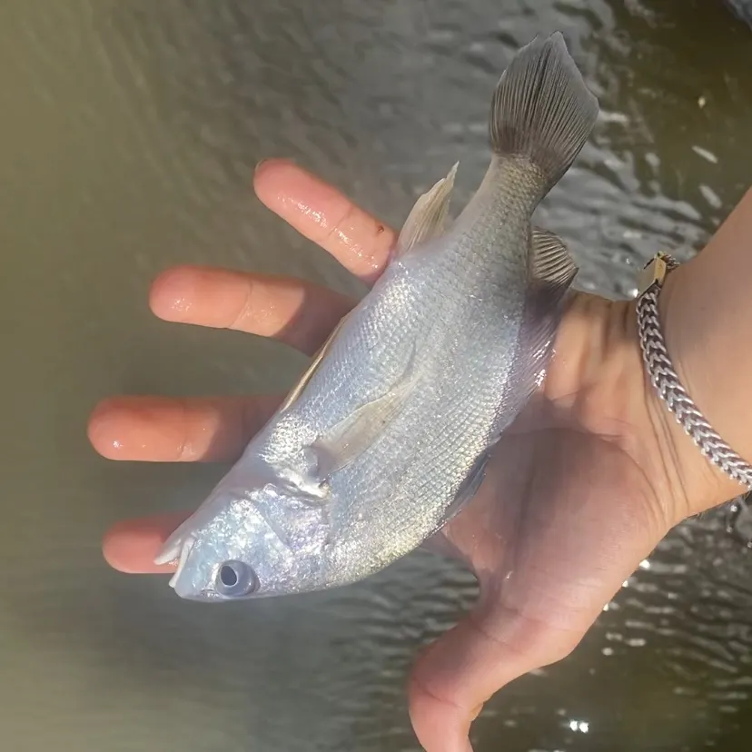 Freshwater drum caught on Fishbrain
