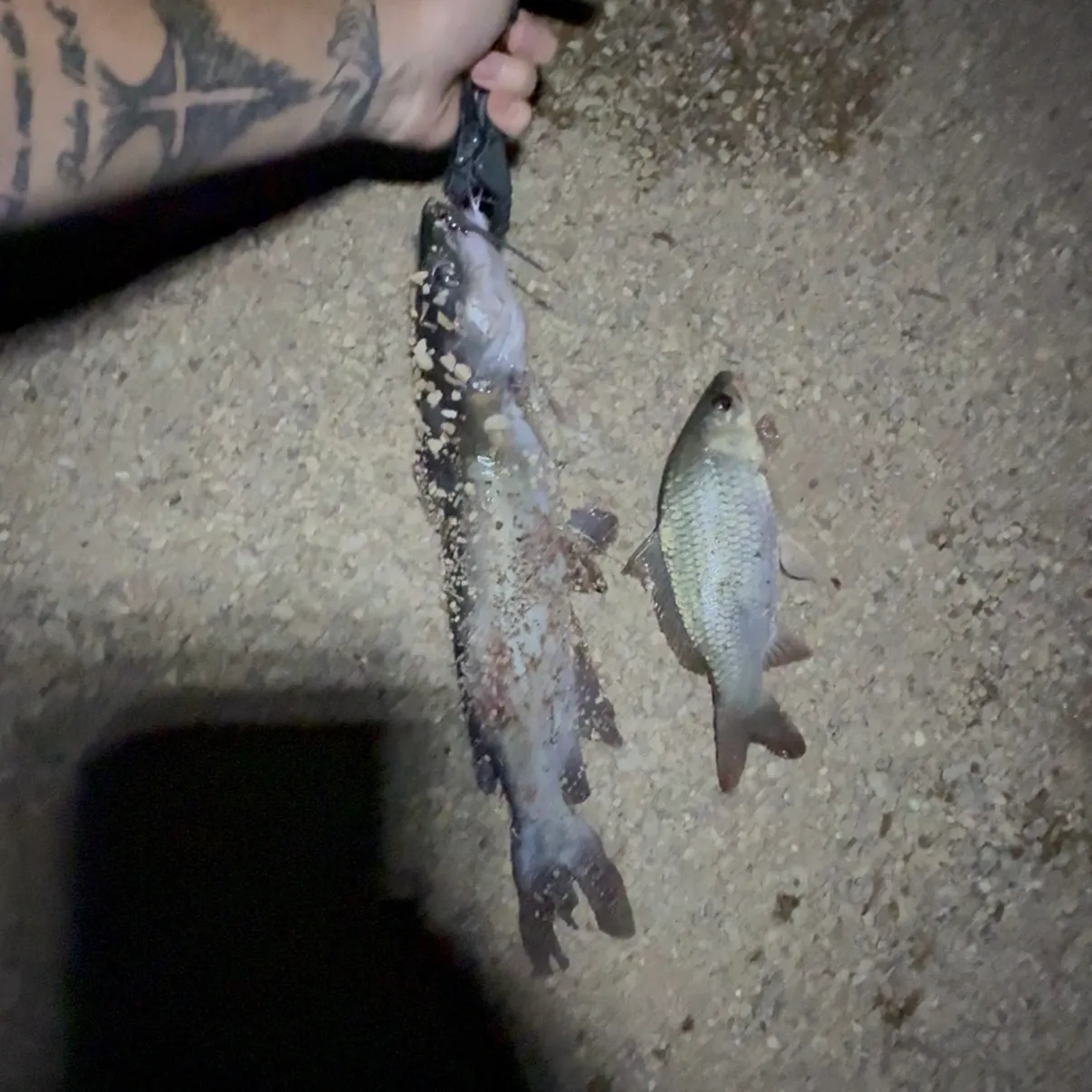 Channel catfish caught on Fishbrain