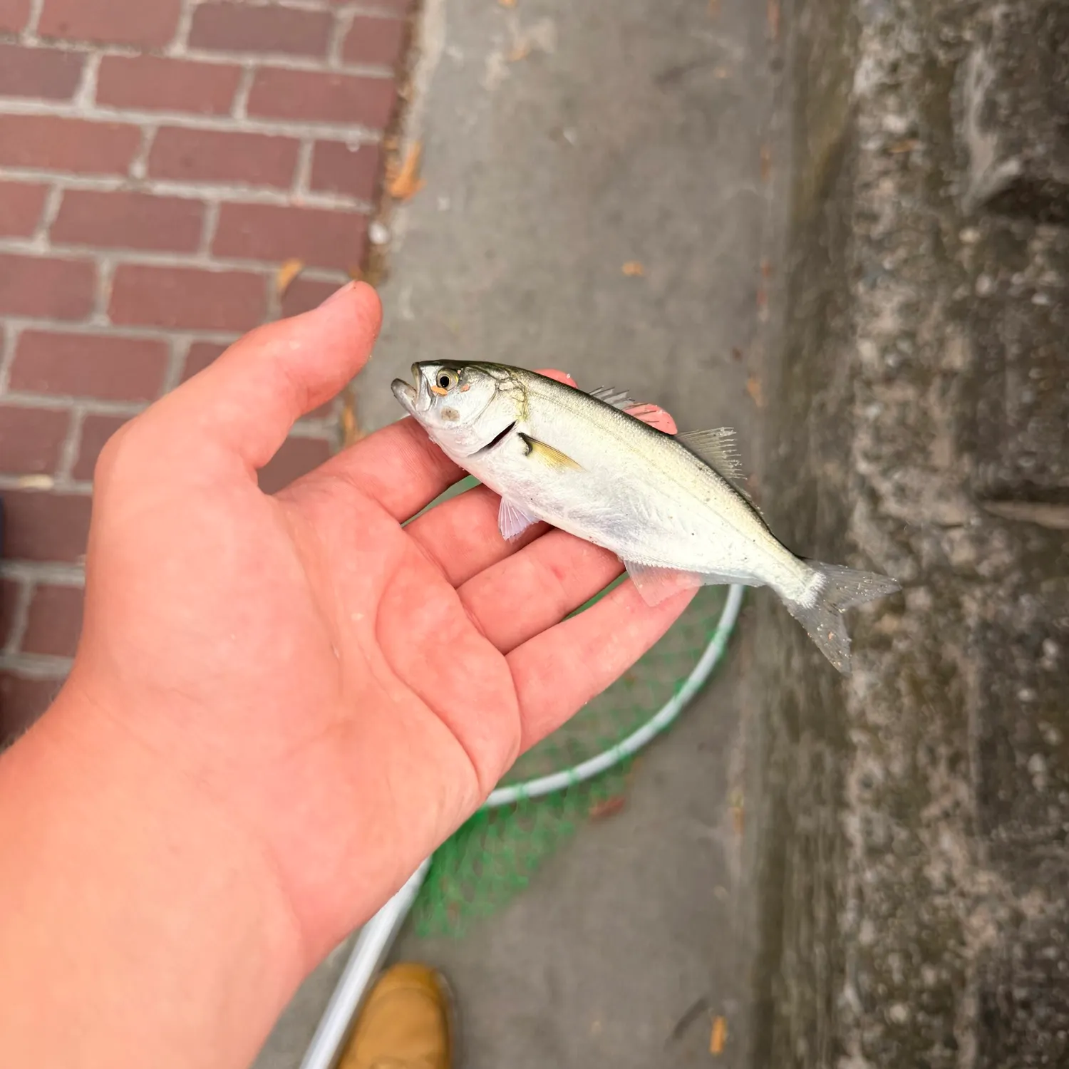 Bluefish caught on Fishbrain