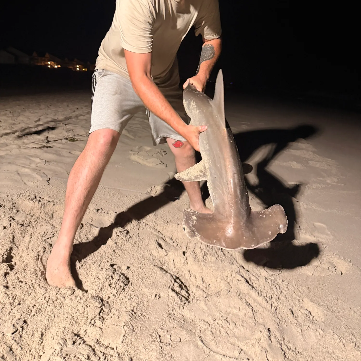 The most recent Smooth hammerhead shark catches on Fishbrain