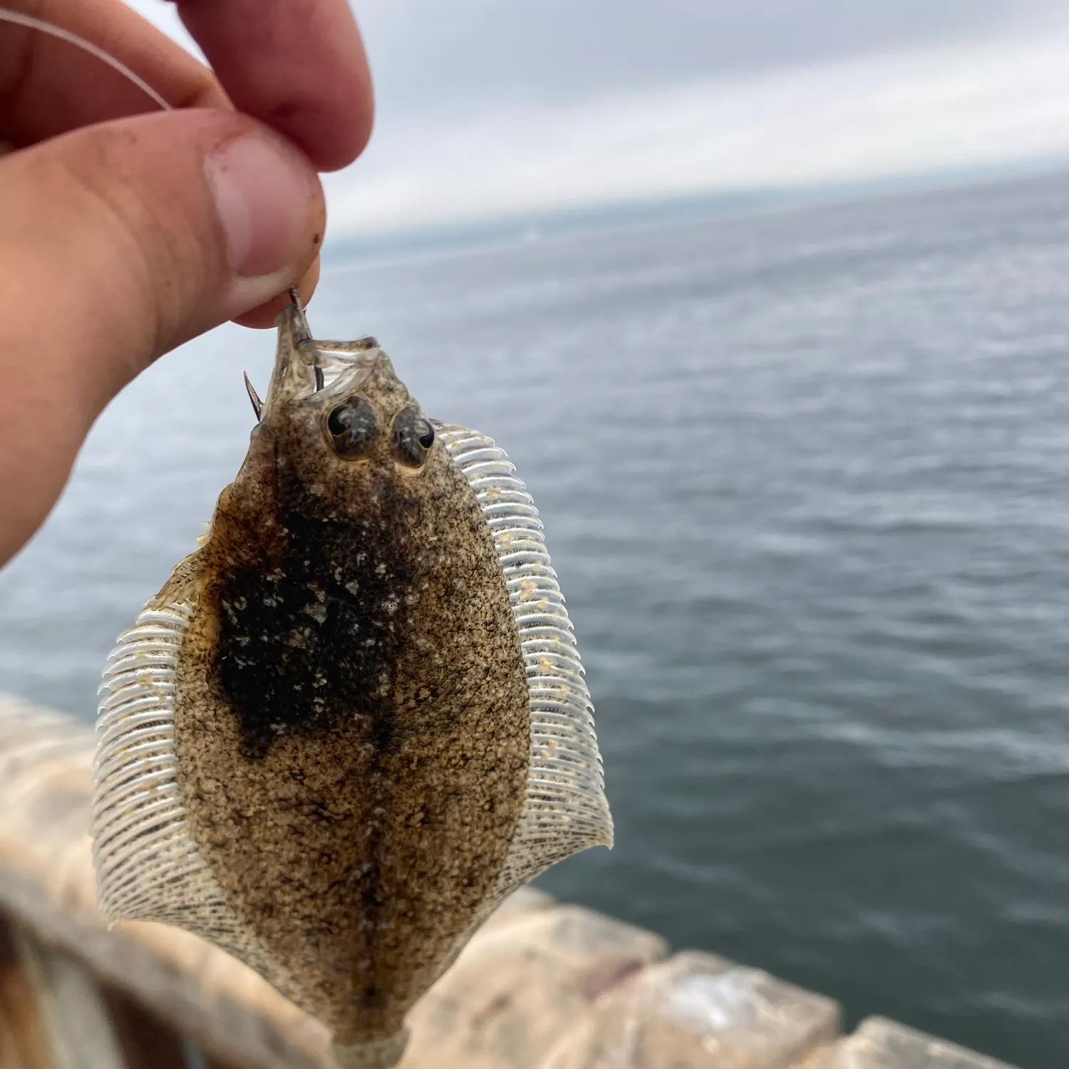 California halibut caught on Fishbrain
