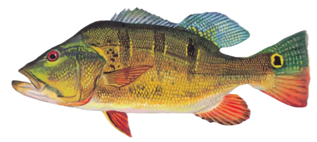 Butterfly peacock bass