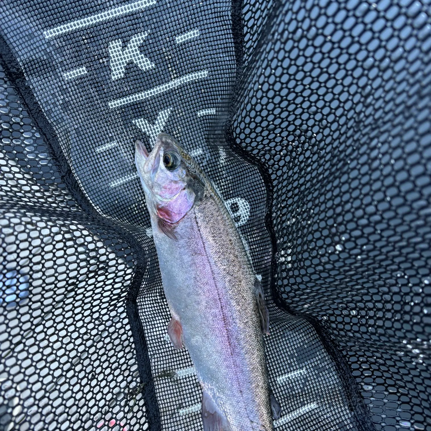 Rainbow trout caught on Fishbrain