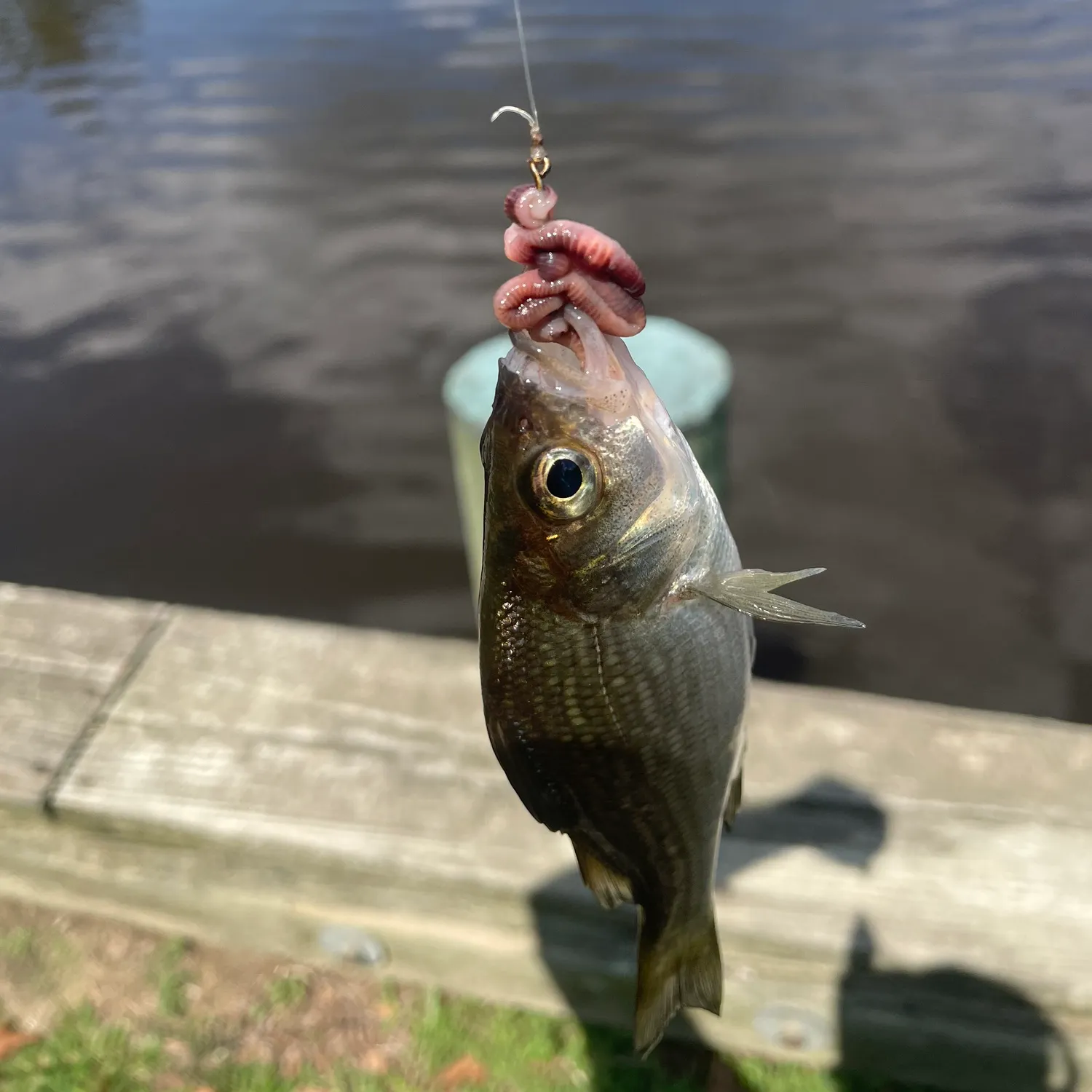 White perch caught on Fishbrain